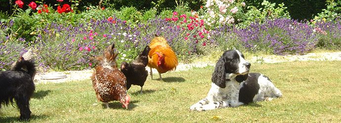 690_250_0007_Chicks_Spaniel.jpg